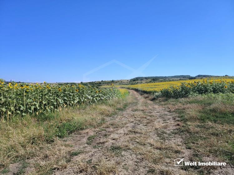 Investitie in natura – 2.900 mp la 16 euro/mp in Macicasu/Chinteni