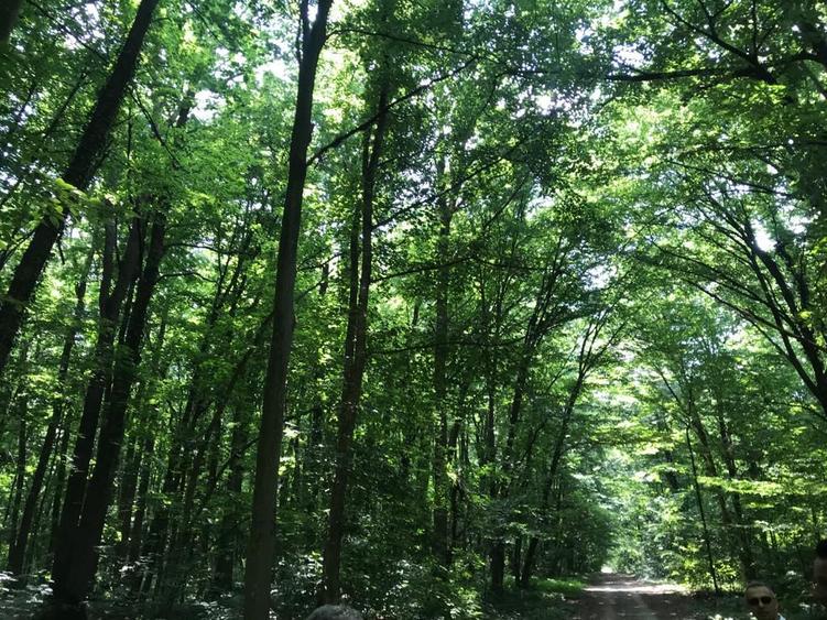46644 mp teren in Padurea Baneasa proiect exclusivist