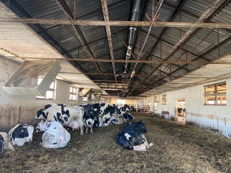 Vand ferma bovine situata in judetul Buzau