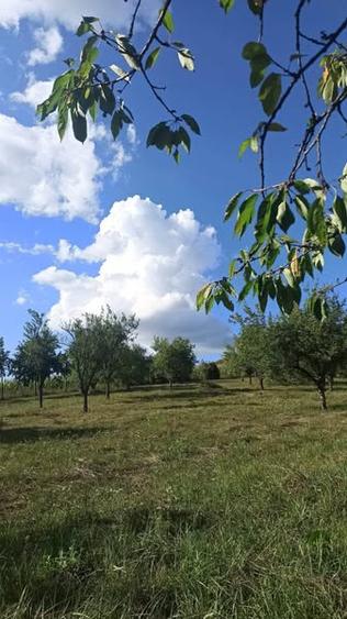 Casa de vacanta cu teren 1.2 ha