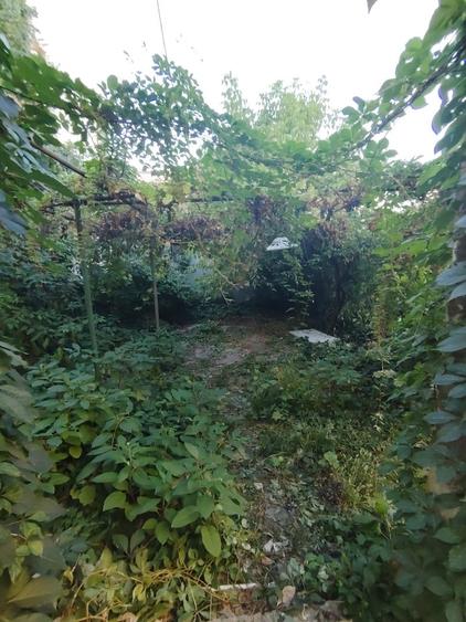 Casa-Curte proprie | Plantelor |