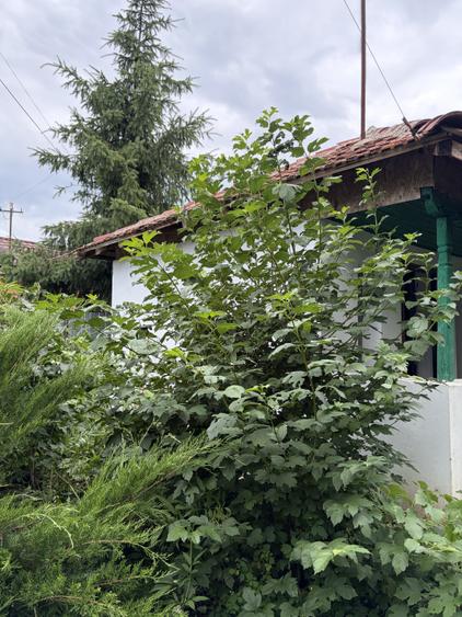 Afumați, jud. Ilfov, strada Mircea Vodă, casă demolabilă