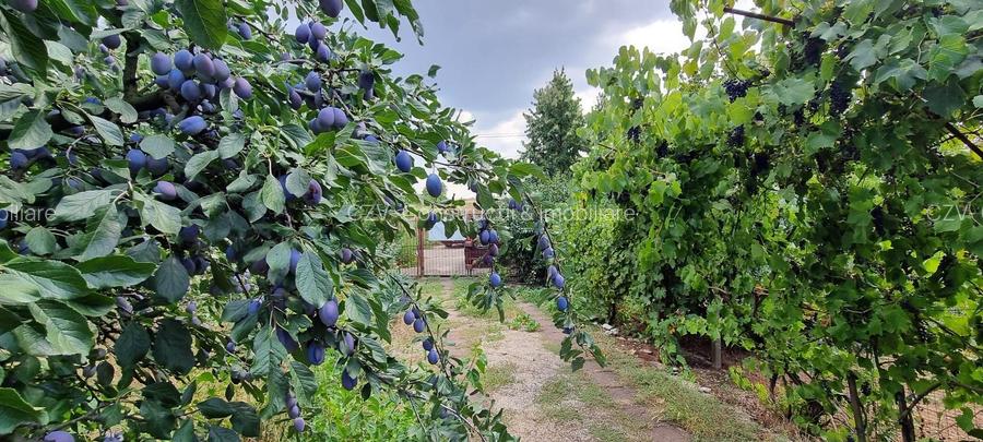 Casa cu vie, livadă și timp pentru tine - 28