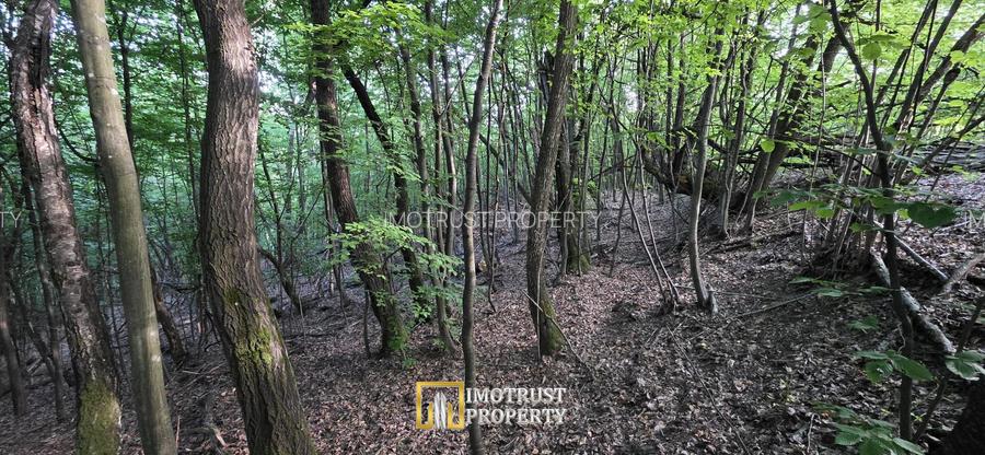 Pădure și pășune de vânzare 8,2037 ha Borod, Bihor