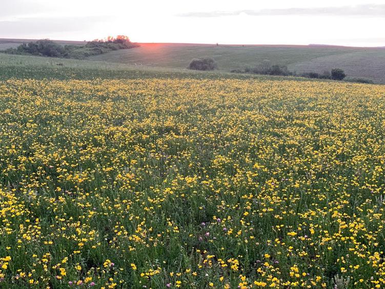 Teren arabil de 630 hectare în Galați