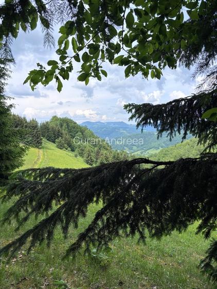 Vând Poiană în mijlocul pădurii, Transapuseana - 4