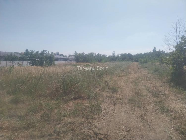 Drumul Targului -Domnesti -loturi de casa direct proprietar - 4