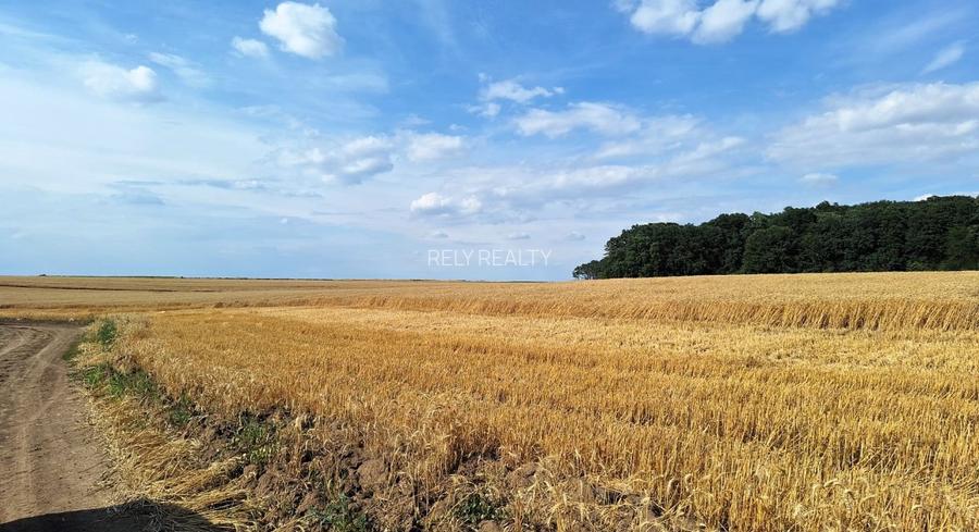 Vanzare teren Frumusani, 7.961 mp, D: 175 m, langa padure, comision 0% - 7