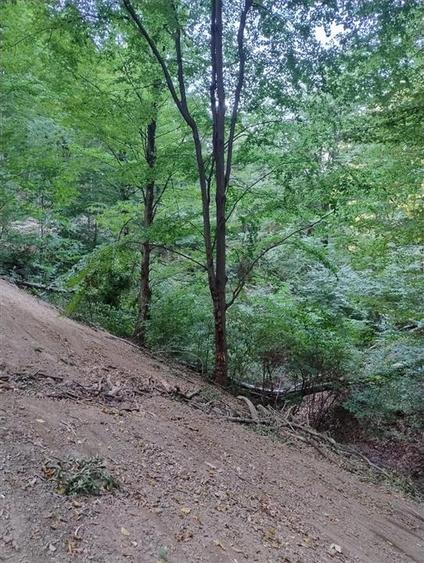 Padure de Fag 2 hectare