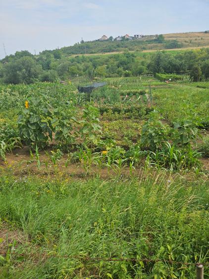 Vand teren intravilan,strada Budiului, 2 parcele,   total 5000 mp,neconstruibil.