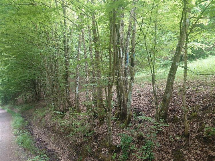 Teren in Bulzestii de Sus 3700mp - 6