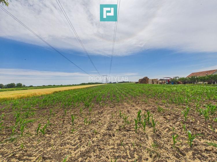 Teren extravilan 5000 mp, Arad - 11