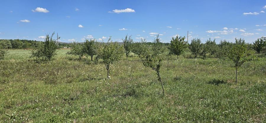 Teren în zona Răscruci – ideal pentru hală, toate utilitățile