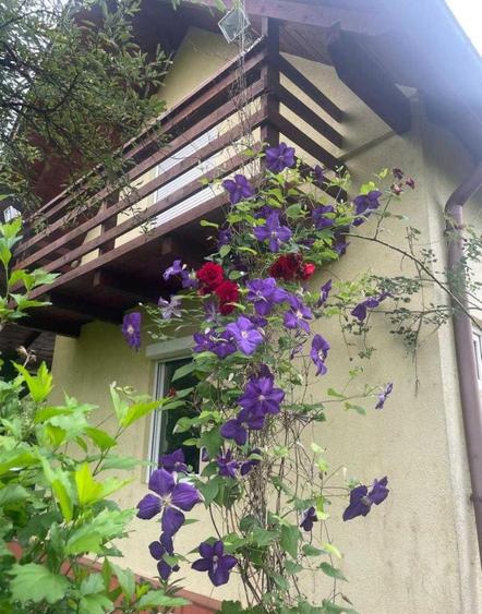 Teren intravilan, 4500 mp, casa de vacanta, in Baciu, zona Sun Garden