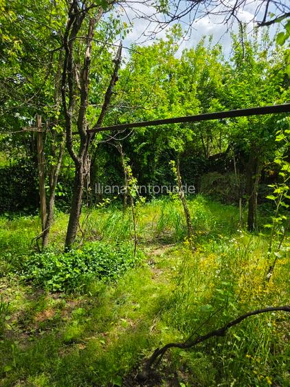 Vand casa, curte mare cu vie, zona Steaua Dunarii - 8