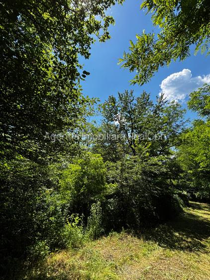 Teren Padure 6857 mp. intravilan Com Bujoreni-Valcea - 6