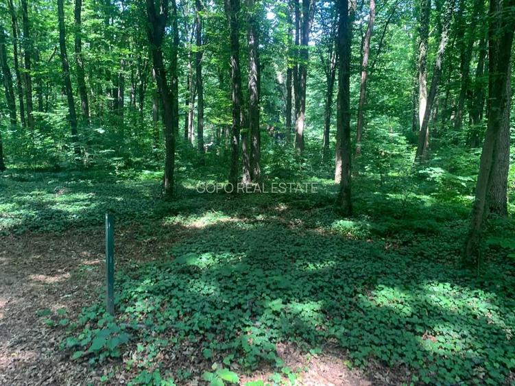 46644 mp teren in Padurea Baneasa proiect exclusivist - 13