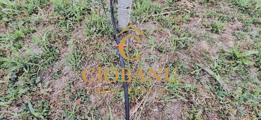 Teren intravilan cu PLANTATIE DE GOJII de vanzare in Racari
