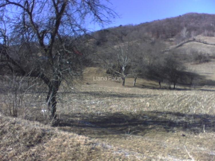 Vând teren Prahova intabulat - 4