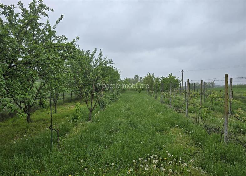 Cladire Multifunctionala | Darabani | 5000 mp Teren | Ideal Business sau Locuint - 24