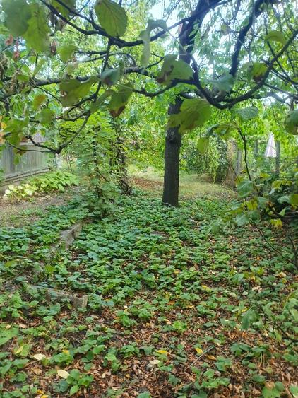 Oportunitate rară de dezvoltare pe strada Brâncuși — 375 mp teren, front stradal