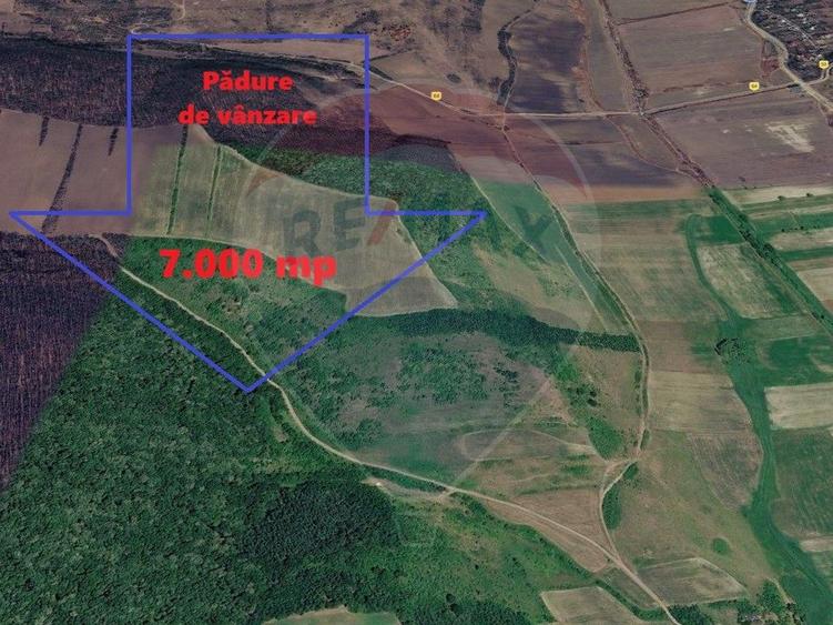 Padure de vanzare – 7.000 mp, Dealu Morii, jud. Bacau