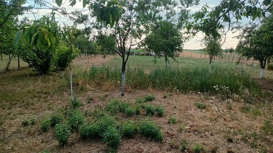 Vanzare Casa in localitatea Bodrogu Nou