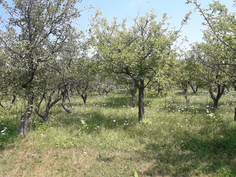 85 ari teren extravilan, intre case, la limita intravilanului Zona Valea Rusului - 7