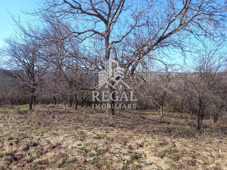Două case de vânzare – Cerisor – teren generos 6996 mp