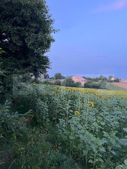 Teren de vânzare, intravilan, 20 ari, Moara Nica