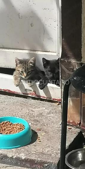 garsoniera parter Romancierilor nemobilat neutilat pet friendly - 10