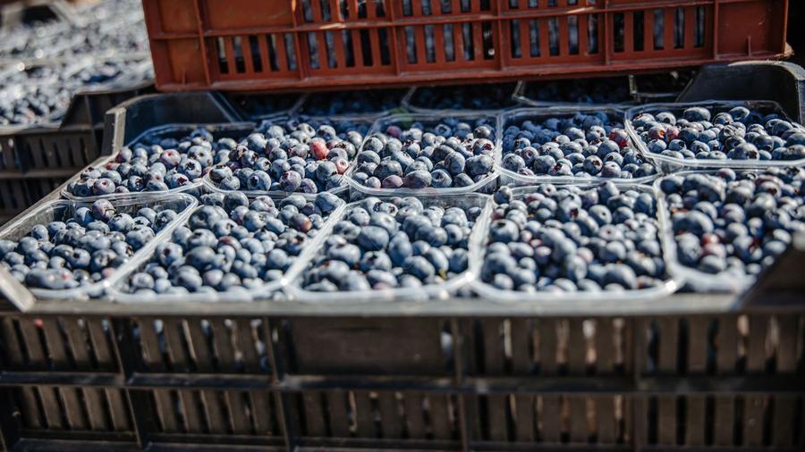 BUSINESS DE VANZARE Plantatie de afin din Romania