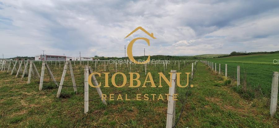 Teren intravilan cu PLANTATIE DE GOJII de vanzare in Racari - 17