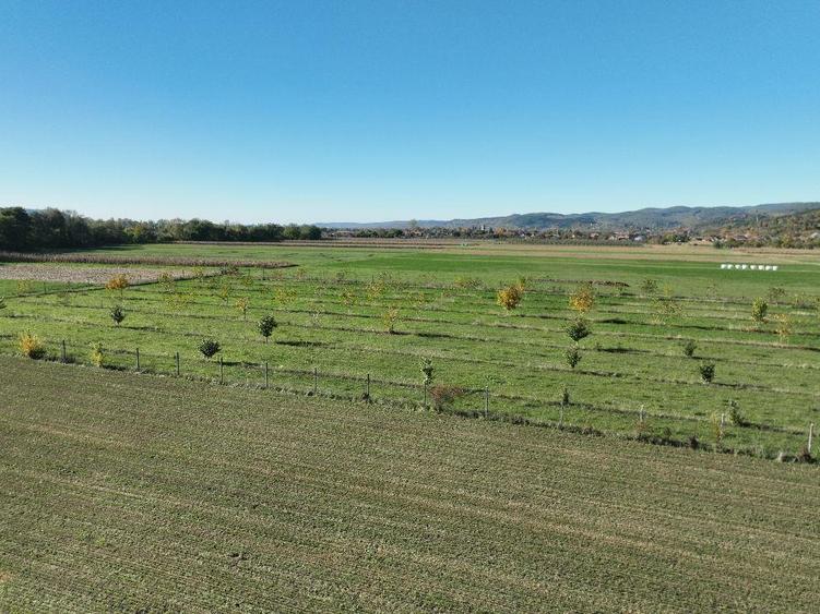RECO, Teren cu livada de nuci, Zona Auseu, Bihor