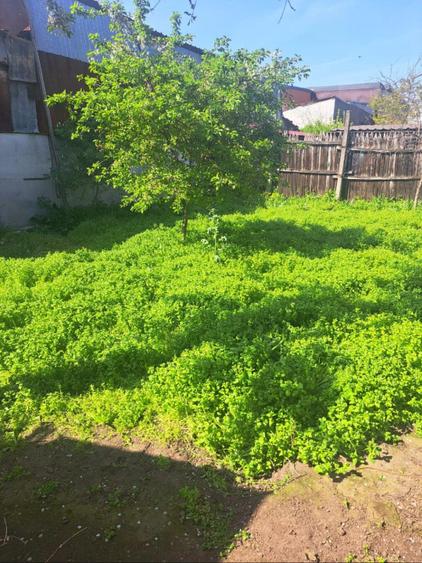Casă bătrânească – teren 339 mp, zona Câmpia Islaz
