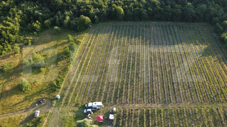 Afacere la Cheie: Plantație Afine – 1.93 Ha – Profit Garantat - 3