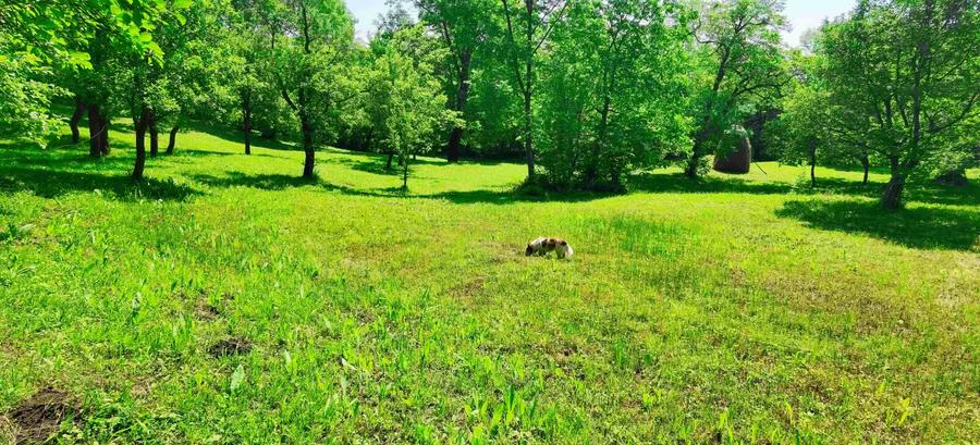 Teren intravilan Talea situat in mijlocul naturii !