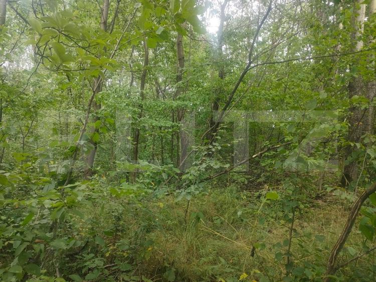 Teren intravilan, 5857 mp, Baltati, Horodnicu de Sus