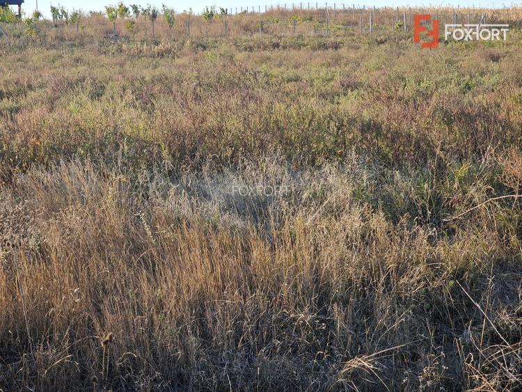 Teren extravilan de 3500 mp de vanzare in Remetea Mare