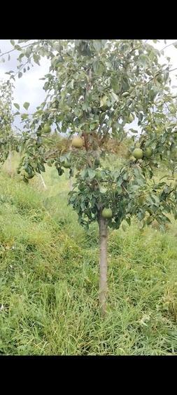 Casă / Vilă cu 8 camere