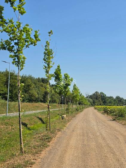 Teren proprietar Pădurea Bistra - 4