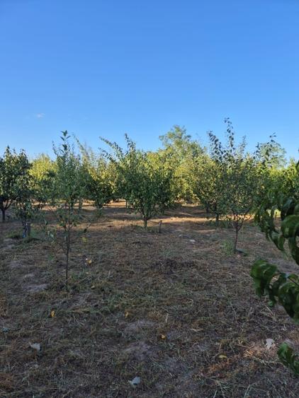 Casă de vânzare în comuna Făcăeni, județul Ialomița – teren 2600 mp, casă nouă,