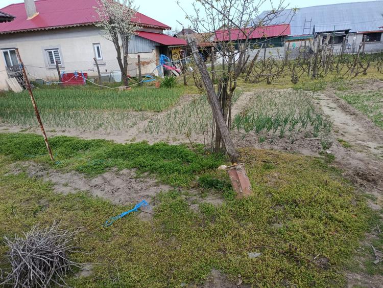 Casa de vanzare CELARU-APELE VII Dolj teren 8481 mp