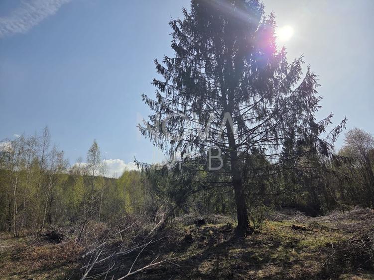 Teren intravilan de vanzare - Vistisoara - 6
