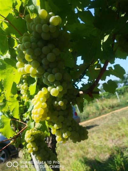 Afacere Investitie Vie 4 Hectare 40 km de Oradea