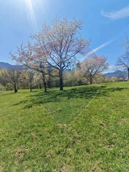 Ocazie! Teren 9735 mp Bran- Predelut / Strada Pe Tarina nr. 70A