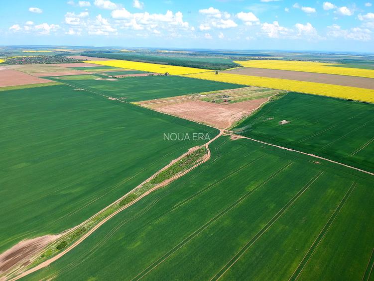 Teren intravilan PUZ zona Frumusani - aproape de Bucuresti si A0. Natura.Liniste - 3