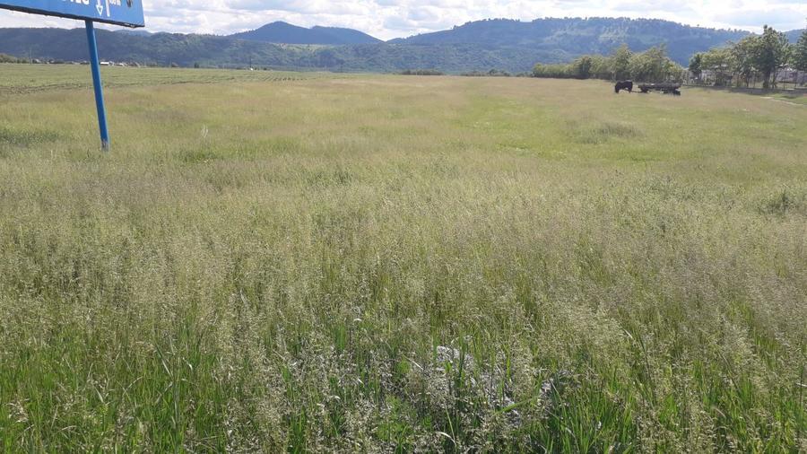 Teren intravilan 8900 mp,Dumbrava Rosiejud Neamt