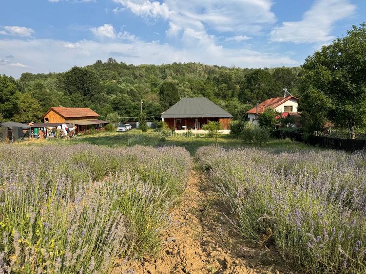 Casă renovată de la structură + 6.400 mp cu plantație de lavandă și fotovoltaic  - 6