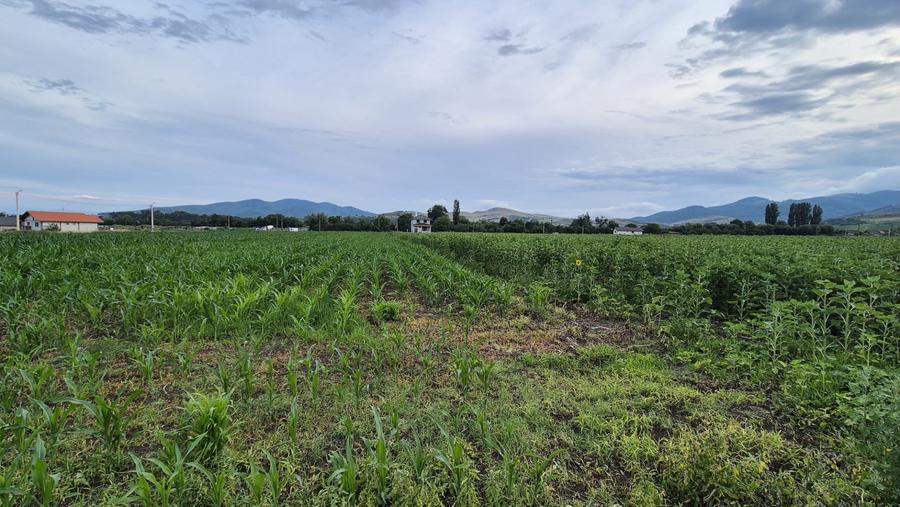 Teren intravilan 1.500 mp | Utilități la limită | Ighiu | 35.000 Euro